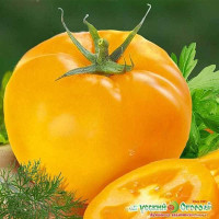 Семена Томат Илья Муромец Русский Огород