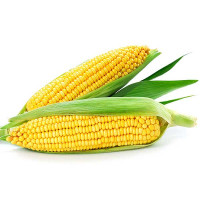 Кукуруза  Мирза Каприс