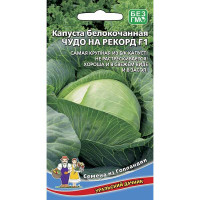 Капуста Чудо на Рекорд Марс Ц