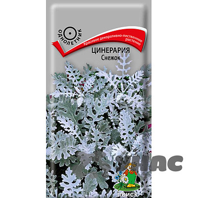 Цинерария Снежок Поиск Ц