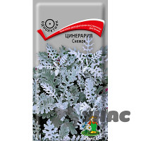 Цинерария Снежок Поиск Ц