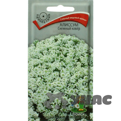 Алиссум Снежный ковер Поиск Ц