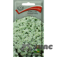 Алиссум Снежный ковер Поиск Ц