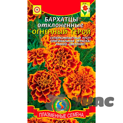 Бархатцы Огненный герой Плазма Ц