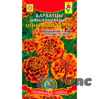 Бархатцы Огненный герой Плазма Ц