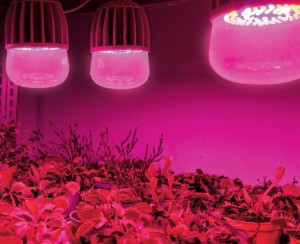 Uniel фито лампа св/д для растен M80 E27 20W 21.5мкмоль/с кр-синий 146x80 IP54 LED-M80-20W/SP/E27/CL