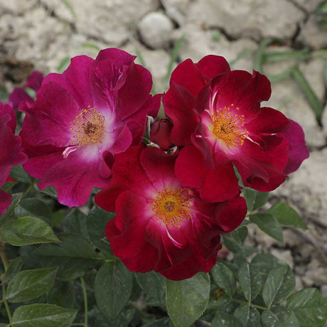 Роза канадская (флорибунда) Бургунди айс Садовита