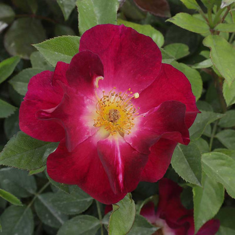 Роза канадская (флорибунда) Бургунди айс Садовита