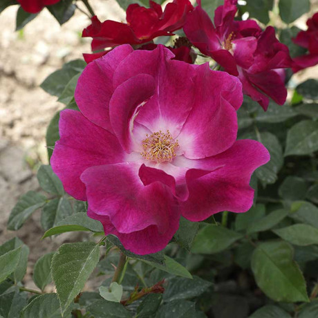 Роза канадская (флорибунда) Бургунди айс Садовита