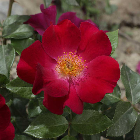 Роза канадская (флорибунда) Бургунди айс Садовита