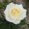 Роза чайно-гибридная Белый Медведь Садовита