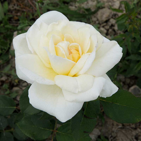 Роза чайно-гибридная Белый Медведь Садовита