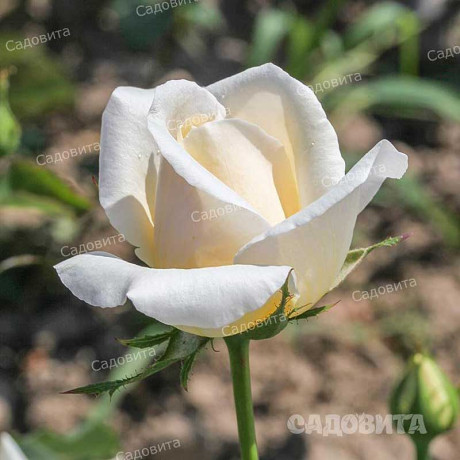 Роза чайно-гибридная Белый Медведь Садовита