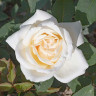 Роза чайно-гибридная Белый Медведь Садовита