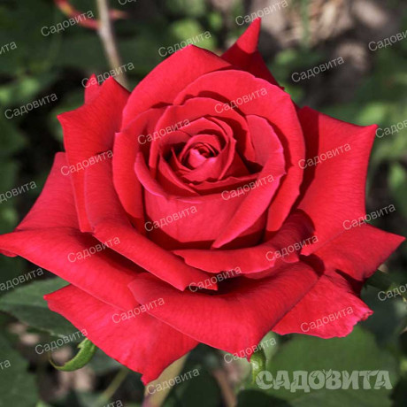 Роза чайно-гибридная Самурай Садовита