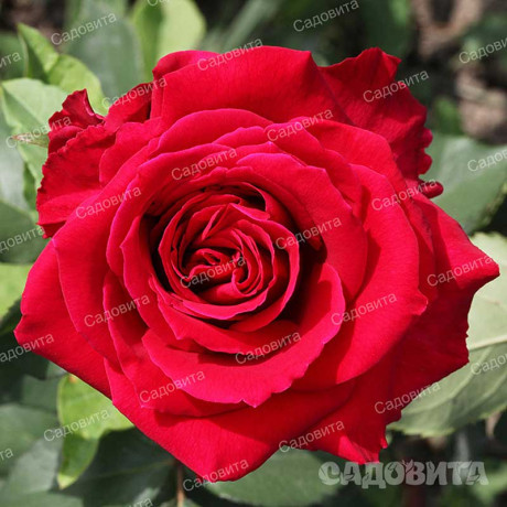 Роза чайно-гибридная Самурай Садовита