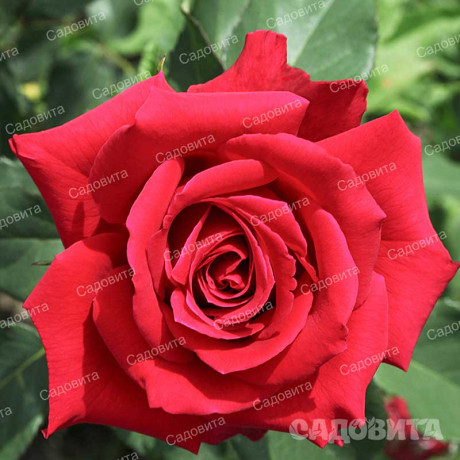 Роза чайно-гибридная Самурай Садовита