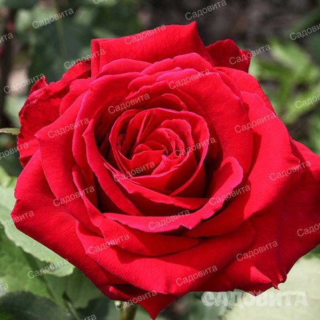 Роза чайно-гибридная Самурай Садовита