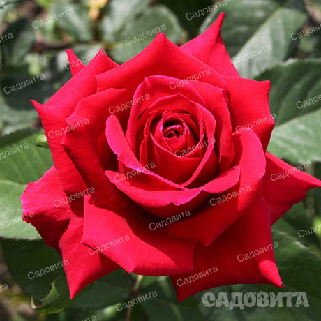 Роза чайно-гибридная Самурай Садовита