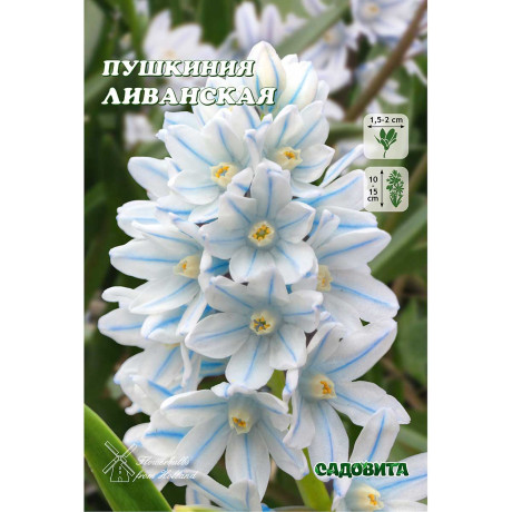 Пушкиния Ливанская 6/+ 10 шт Садовита