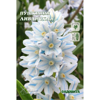 Пушкиния Ливанская 6/+ 10 шт Садовита