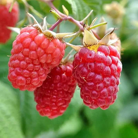 Малина Красная гвардия ремонтантная Садовита