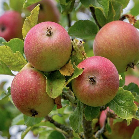 Яблоня Грушовка Московская (семенной подвой) Садовита