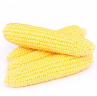 Семена Кукуруза Хан Каприс