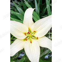 Лилия Перл Уайт 12/14 5 шт Садовита