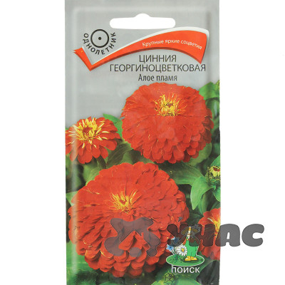 Циния Алое пламя георгиноцветк Поиск Ц