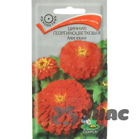 Циния Алое пламя георгиноцветк Поиск Ц