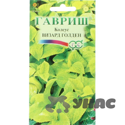 Колеус Визард Голден Гавриш Ц