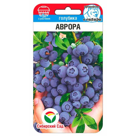 Голубика Аврора СибСад