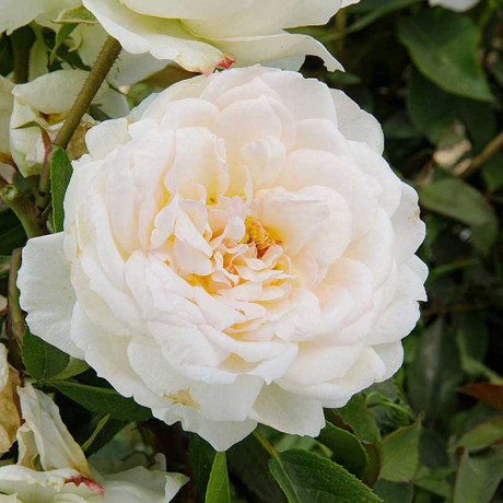 Роза флорибунда Кристина Герцогиня Садовита