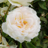Роза флорибунда Кристина Герцогиня Садовита