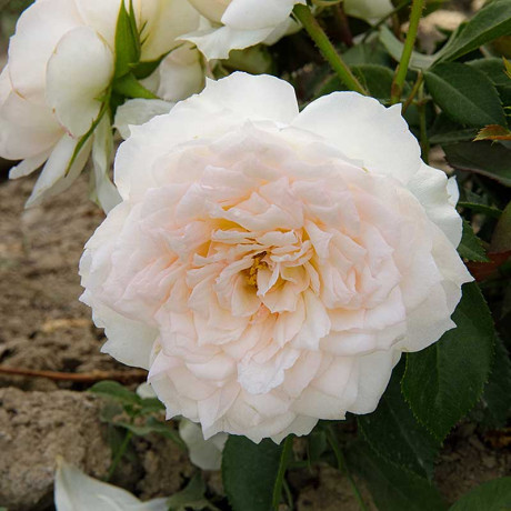 Роза флорибунда Кристина Герцогиня Садовита