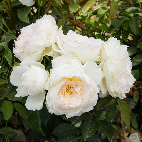 Роза флорибунда Кристина Герцогиня Садовита