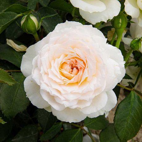 Роза флорибунда Кристина Герцогиня Садовита