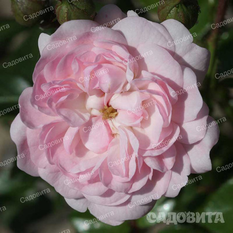 Роза почвопокровная Фейри Садовита