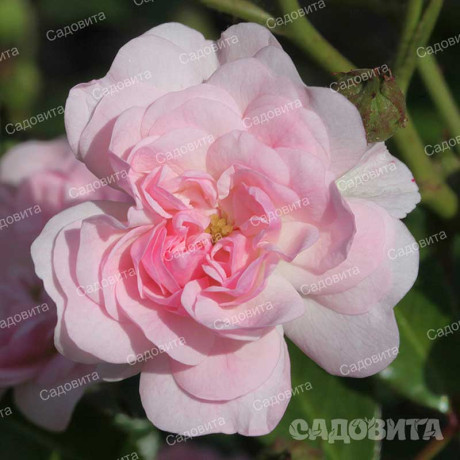 Роза почвопокровная Фейри Садовита