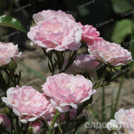 Роза почвопокровная Фейри Садовита