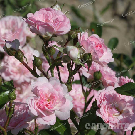 Роза почвопокровная Фейри Садовита