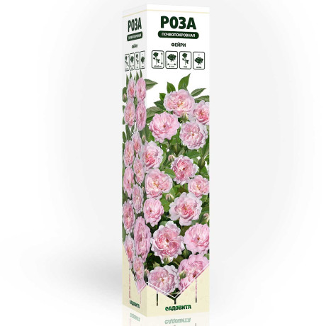 Роза почвопокровная Фейри Садовита