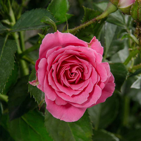 Роза спрей Лавли Лидия Садовита