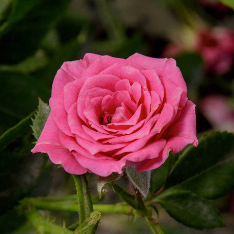 Роза спрей Лавли Лидия Садовита