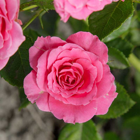 Роза спрей Лавли Лидия Садовита