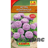 Астра Монпансье серебристая Аэлита Ц