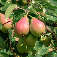 Груша мраморная Садовита