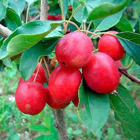 Яблоня Китайка Долго (семенной подвой) Садовита