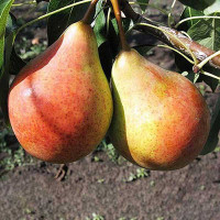 Груша Бере Русское Садовита